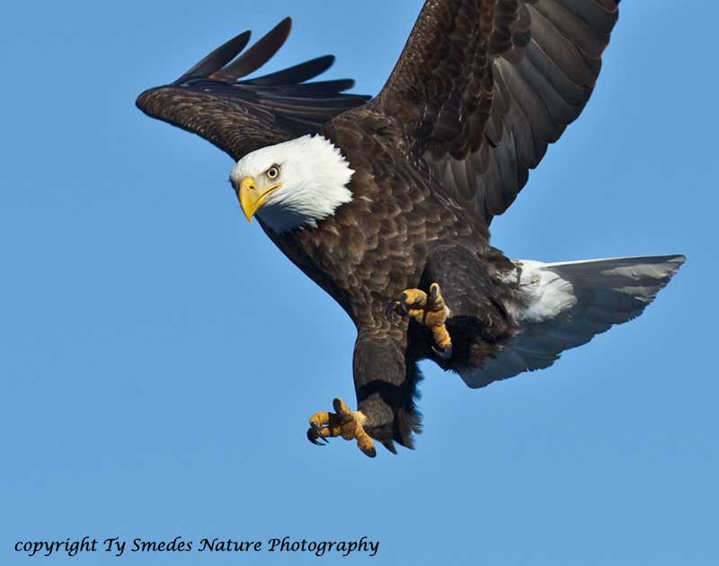 Bald Eagle Plunging  - Des Moines River