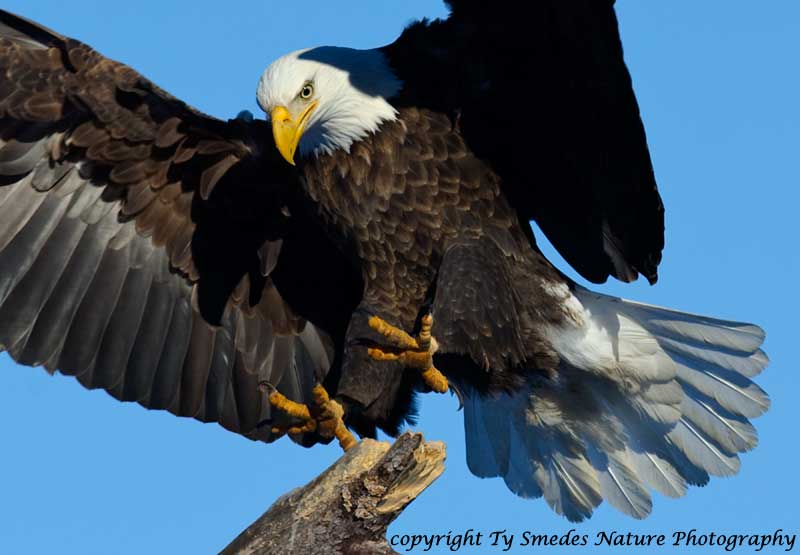 Bald Eagle Landing  - Des Moines River