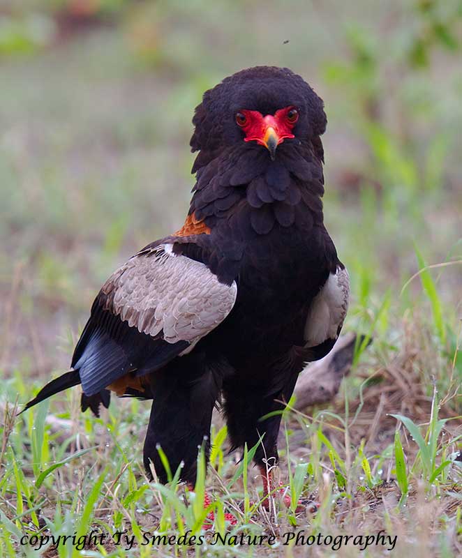 Bateleur Eagle - Botswana