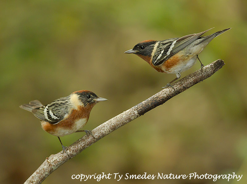 A pair of male Bay-breasted Warblers on the same branch