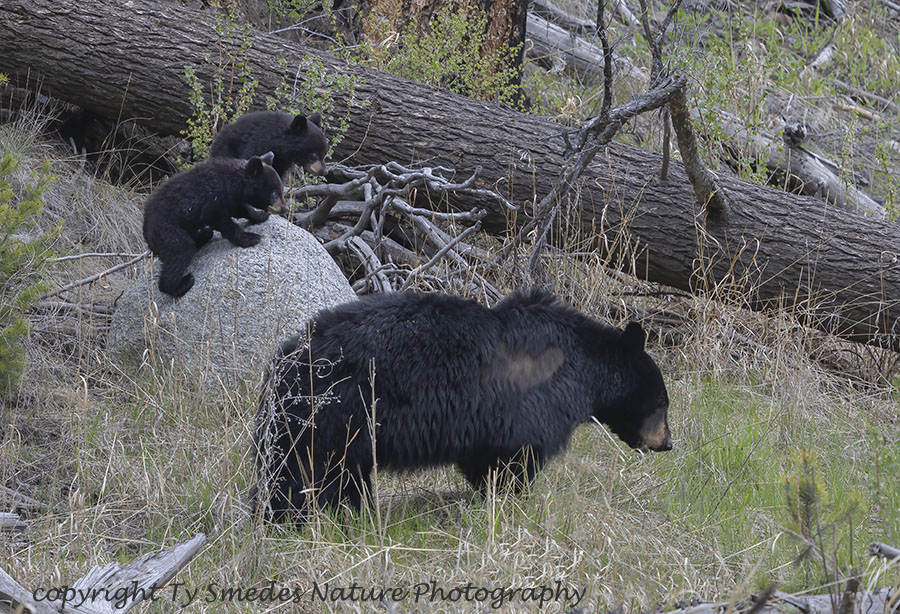 Black Bear and 2 Cubs