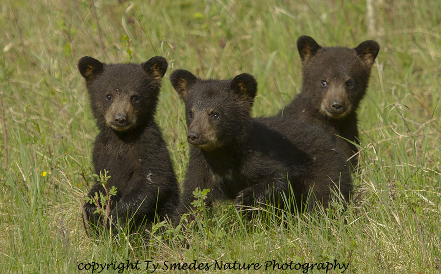 Three Bear cubs 