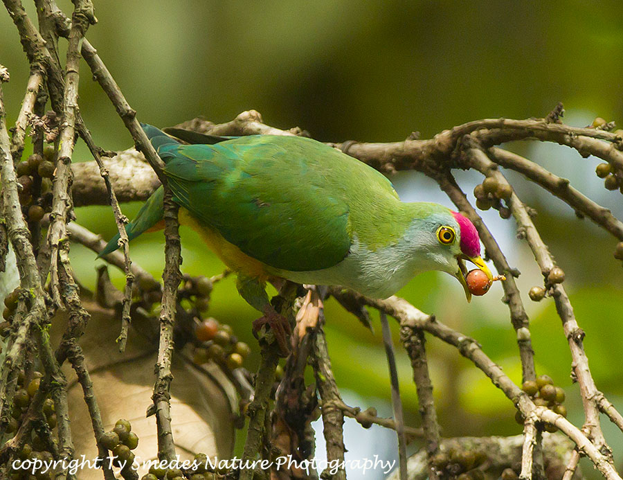 Beautiful Fruit Dove - West Papua