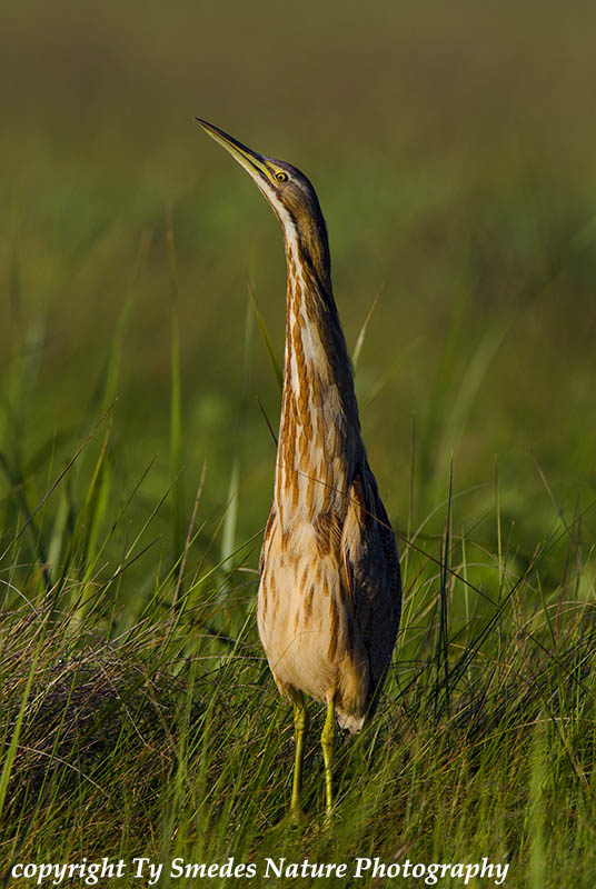 American Bittern in early morning light