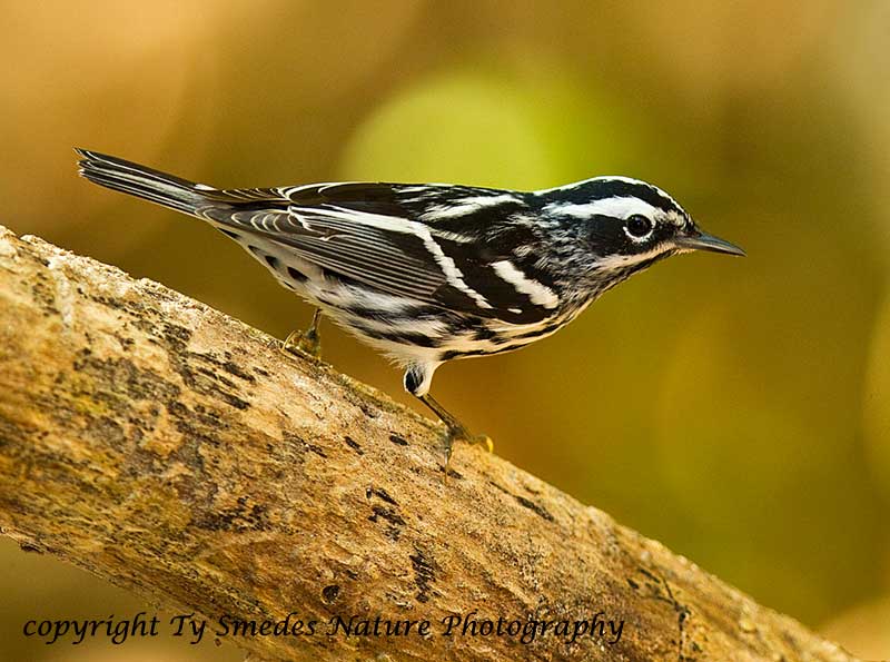 Black and White Warbler (male)