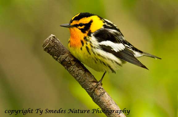 Blackburnian Warbler Male