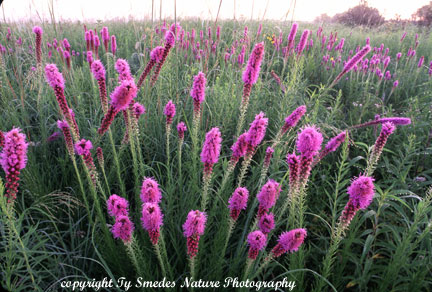Blazing Star on Northern Iowa Prairie
