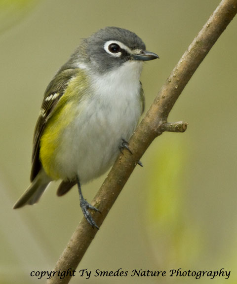 Blue-headed Vireo Male