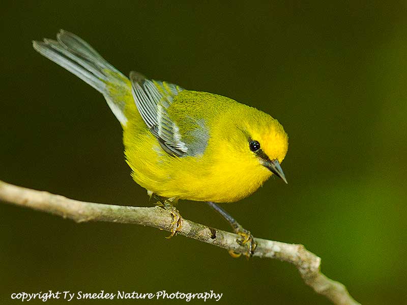 Blue-winged Warbler Male