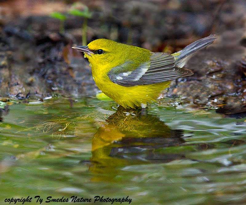 Blue-winged Warbler (male) Bathing