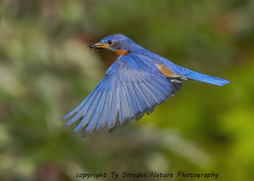 Male Eastern Bluebird Flying with Insect