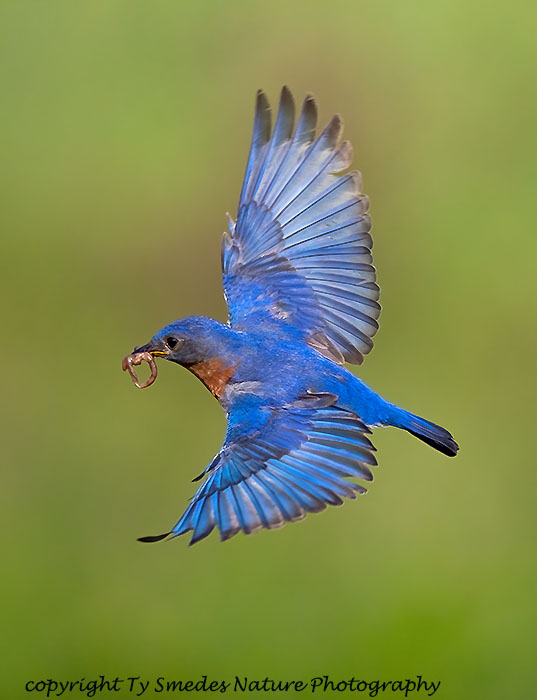 Eastern Bluebird Male Flying with Worm
