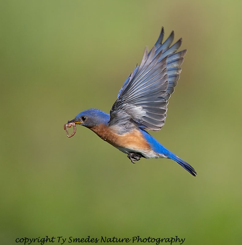 Eastern Bluebird Male Flying with Worm