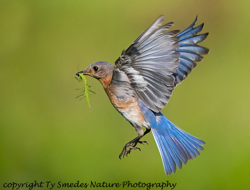 Eastern Bluebird Female Flying with Preying Mantis