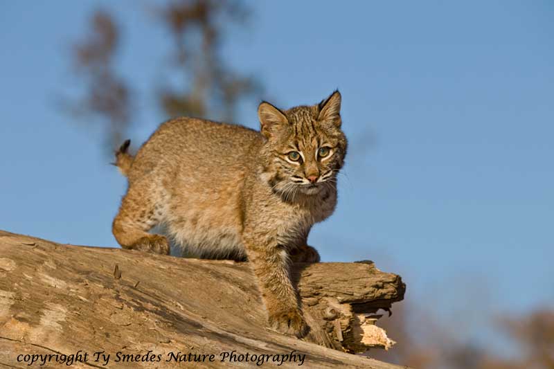 Young Bobcat on Log