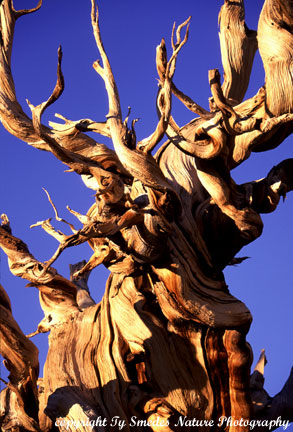 Ancient Bristlecone Pine, California