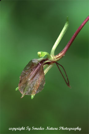 Brown Twayblade Orchid