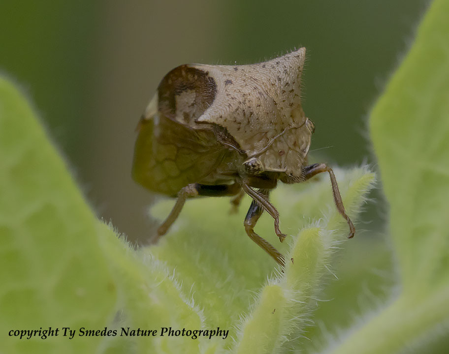 A Buffalo Tree Hopper - Ceresa - Ceresa albescens