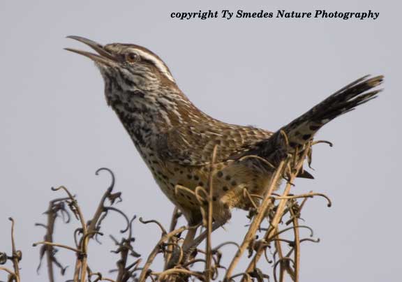 Singiing Cactus Wren, South Texas