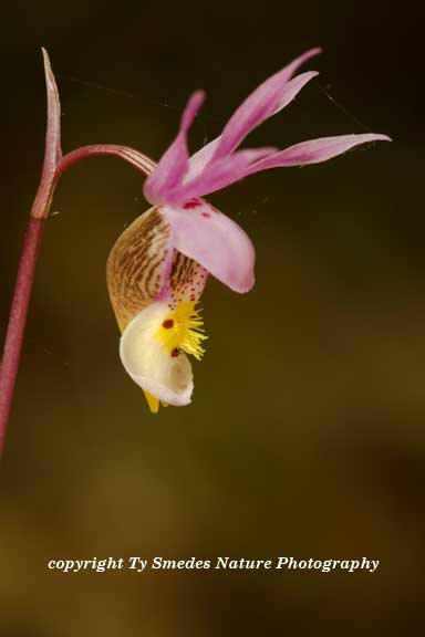 Calypso Fairy Slipper Orchid