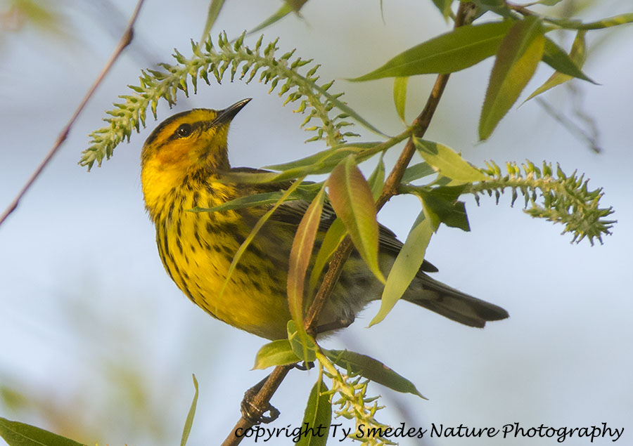 Cape May Warbler searching for insects