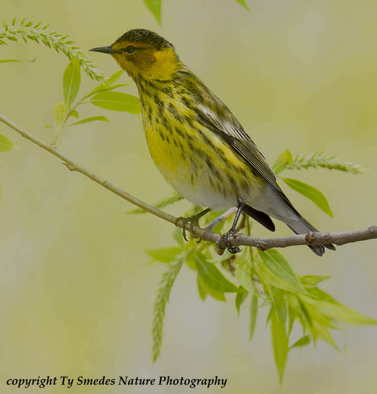 Cape May Warbler hunting for larvae in a pollinating willow