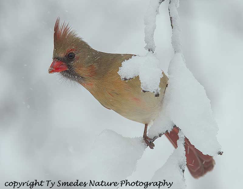 Female Northern Cardinal in Snowstorm