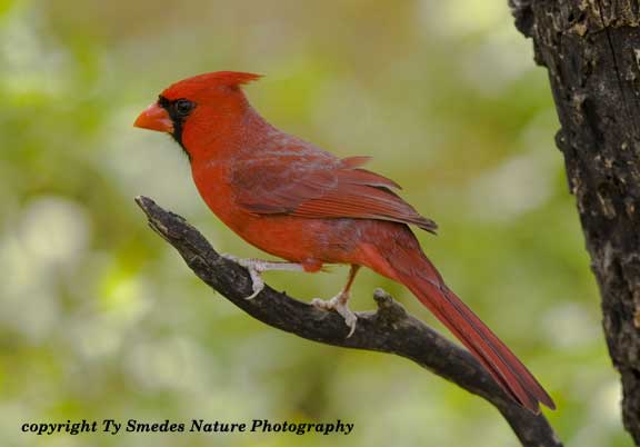 Male Cardinal, South Texas