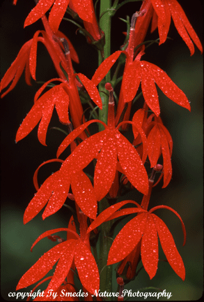 Cardinal Flower