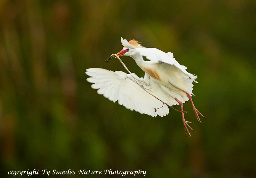 Cattle Egret flying - with nest material - Okavango Delta, Botswana