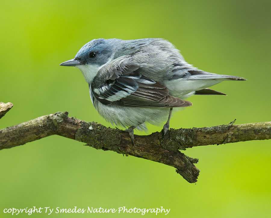 Cerulean Warbler male ruffling his feathers