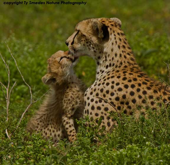 Cheetah and cub, Serengeti National Park, Tanzania