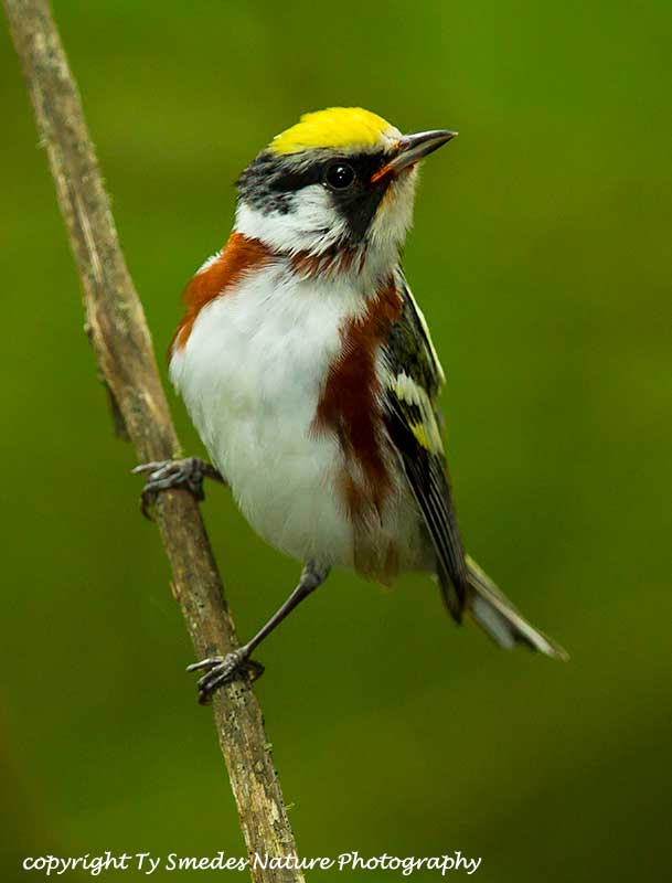Chestnut-sided Warbler Male