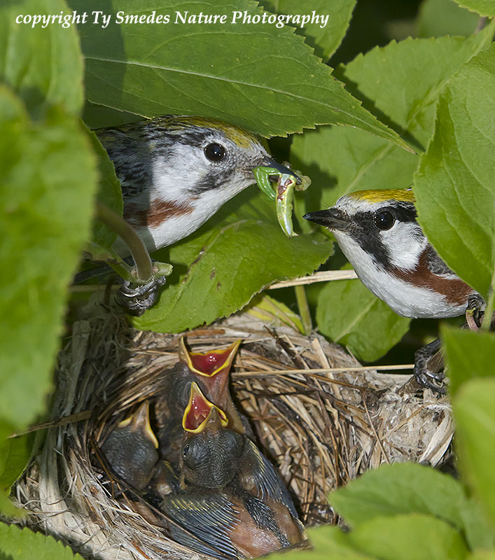 Chestnut-sided Warbler pair, feeding young