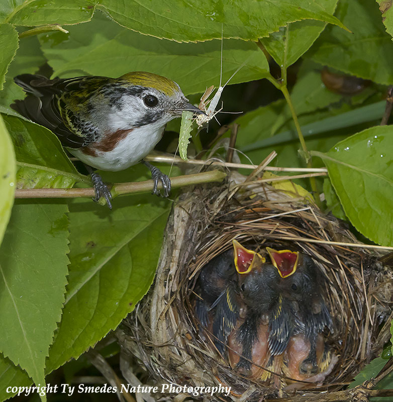 Female Chestnut-sided Warbler feeding 3 insects to young