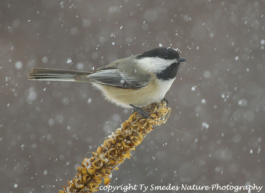 Black-capped Chickadee in Snow Storm