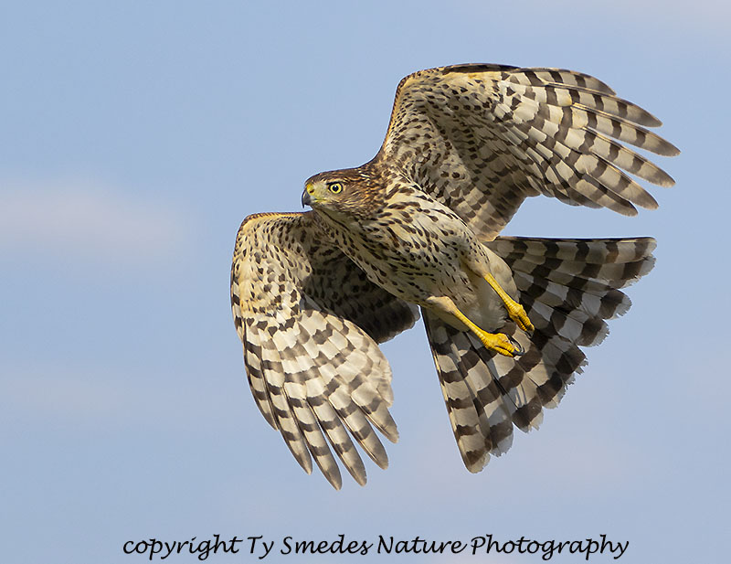 Coopers Hawk (Juvenile)