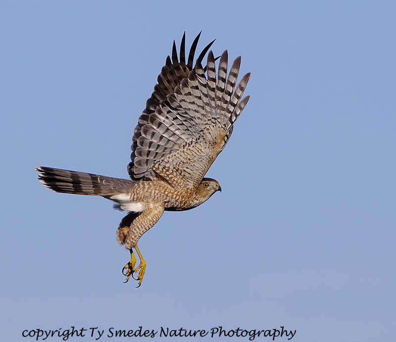 Coopers Hawk (Adult)