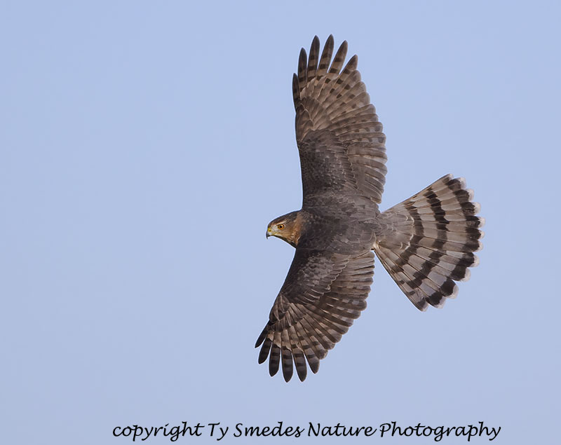 Coopers Hawk (Adult)