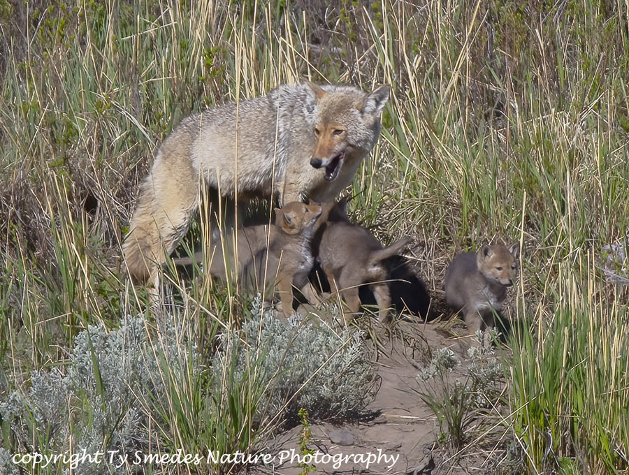Female Coyote and Pups
