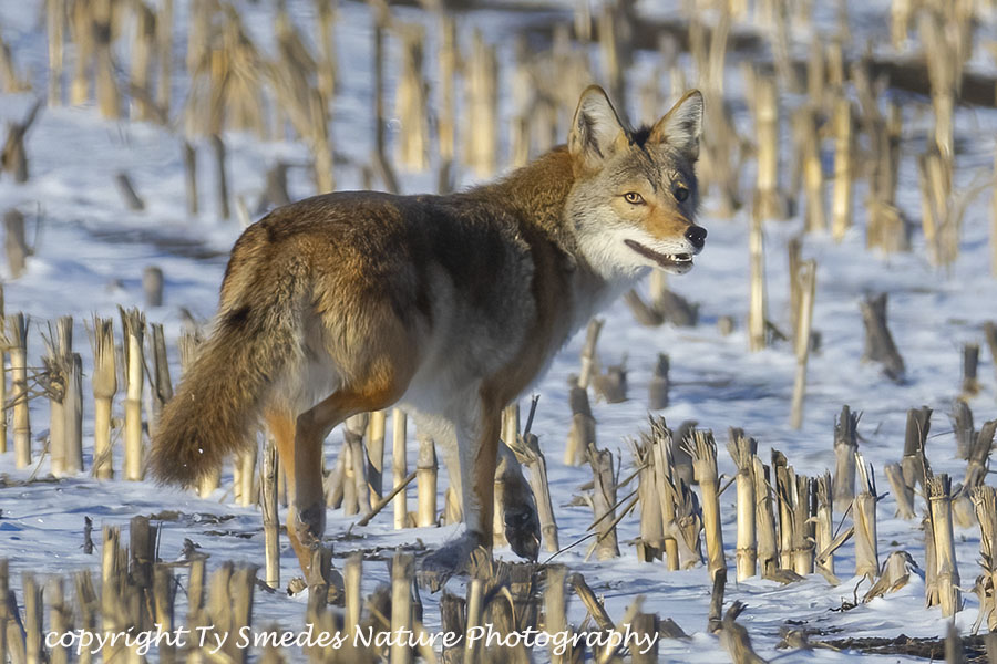 Winter Coyote