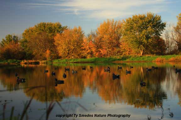 Ducks Decoys and Fall Color