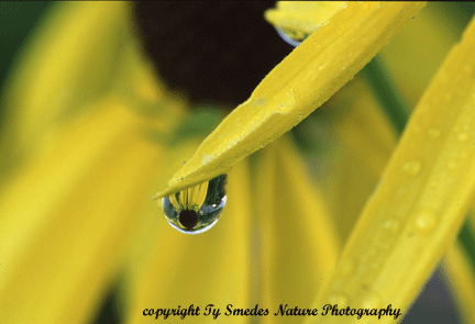 Dew Drop Reflection