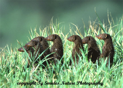 Dwarf Mongoose Family in Tanzania