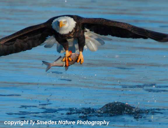 Bald Eagle with Gizzard Shad along Des Moines River