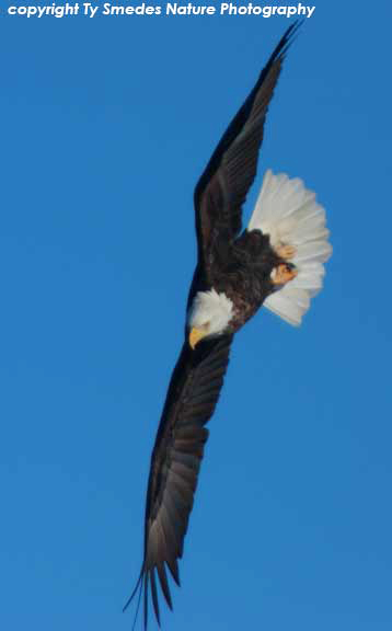 Bald Eagle diving for Gizzard Shad along Des Moines River