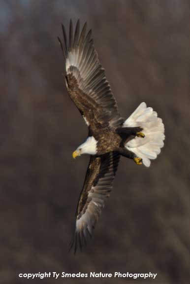 Bald Eagle banking along Des Moines River