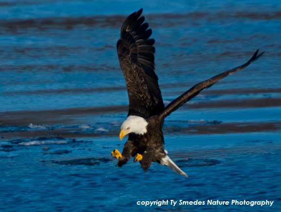 Bald Eagle fishing along Des Moines River