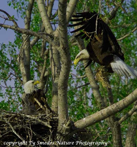 Bald Eagle landing, with grassy nest material