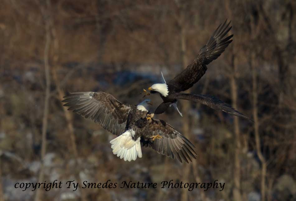 Two Bald Eagles talon-locking in mid-air